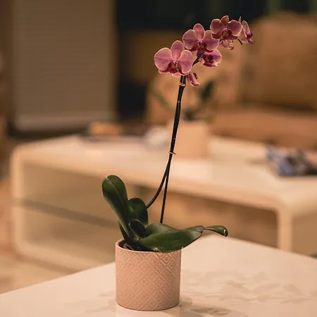 Dorna 4* ママイア